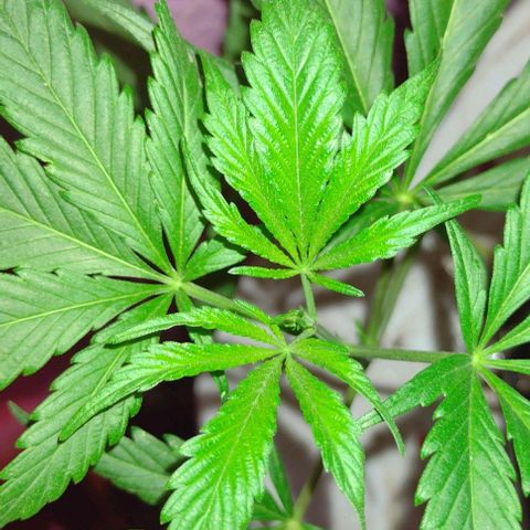 Jamaica Sativa growlog timeline photo
