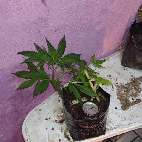 Jamaica Sativa growlog timeline photo