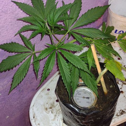 Jamaica Sativa growlog timeline photo