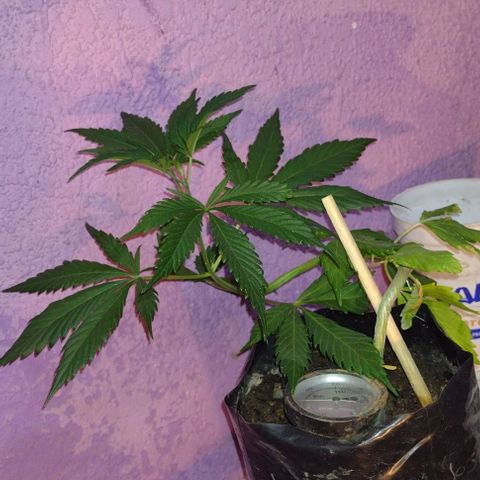 Jamaica Sativa growlog timeline photo