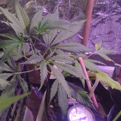 Jamaica Sativa growlog timeline photo
