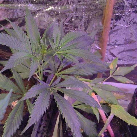 Jamaica Sativa growlog timeline photo