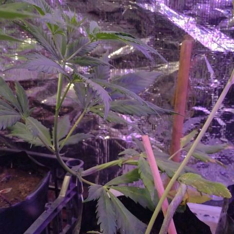 Jamaica Sativa growlog timeline photo