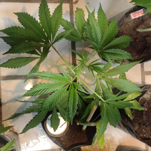 Jamaica Sativa growlog timeline photo