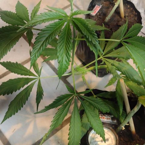 Jamaica Sativa growlog timeline photo