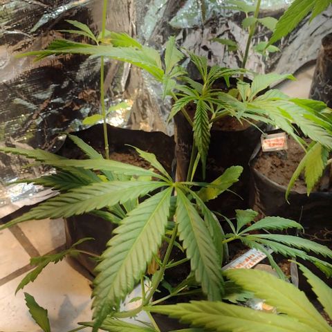 Jamaica Sativa growlog timeline photo