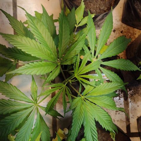 Jamaica Sativa growlog timeline photo