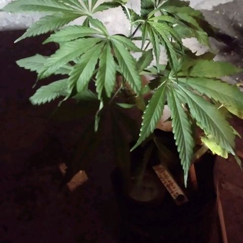 Jamaica Sativa growlog timeline photo
