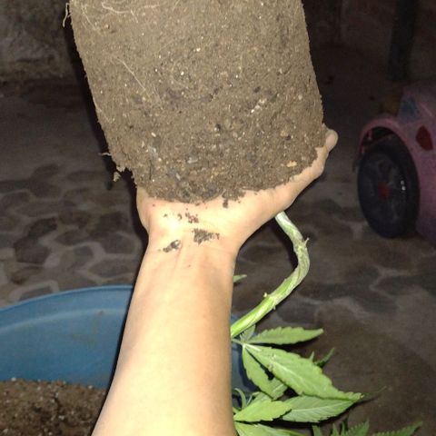 Jamaica Sativa growlog timeline photo