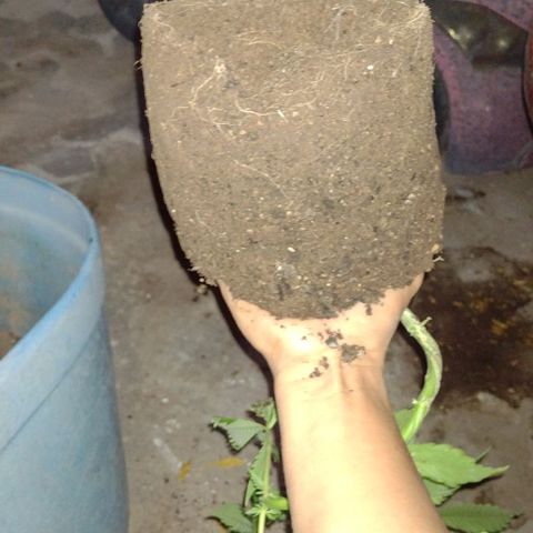 Jamaica Sativa growlog timeline photo