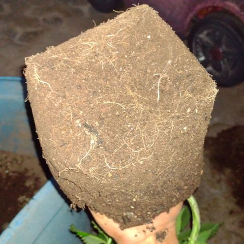 Jamaica Sativa growlog timeline photo