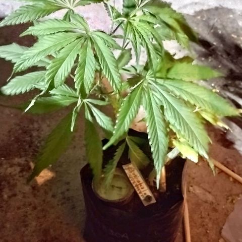 Jamaica Sativa growlog timeline photo