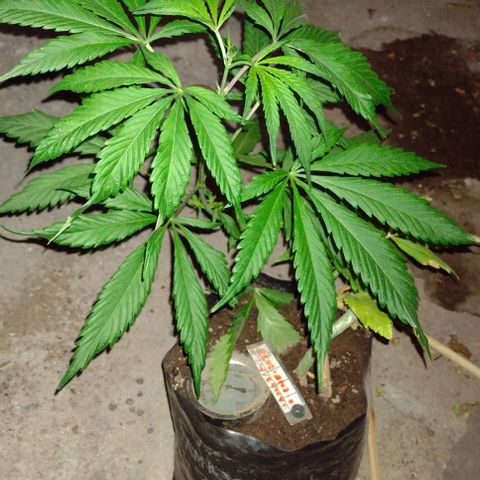 Jamaica Sativa growlog timeline photo