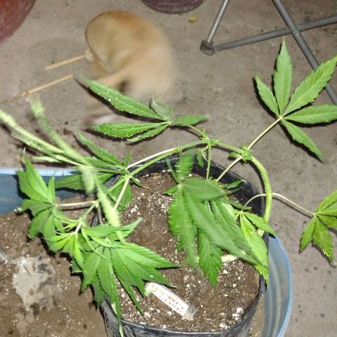 Jamaica Sativa growlog timeline photo