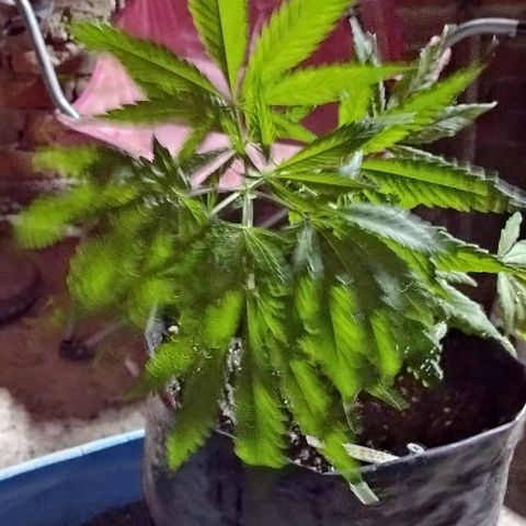 Jamaica Sativa growlog timeline photo