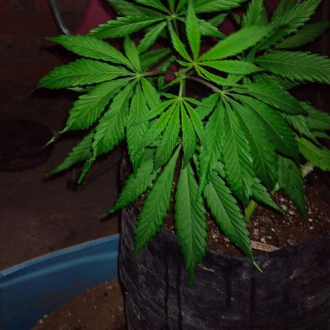 Jamaica Sativa growlog timeline photo