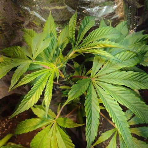 Jamaica Sativa growlog timeline photo