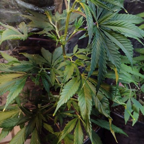 Jamaica Sativa growlog timeline photo
