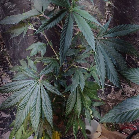 Jamaica Sativa growlog timeline photo