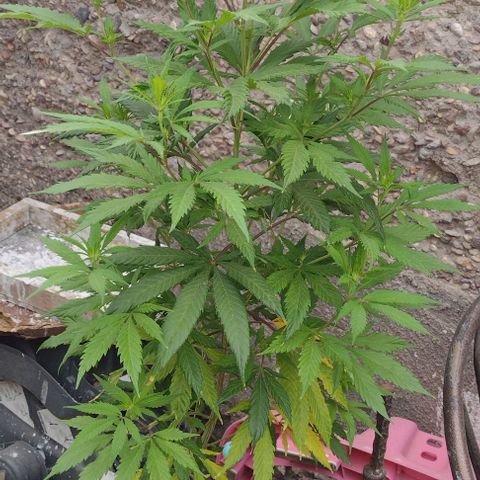 Jamaica Sativa growlog timeline photo