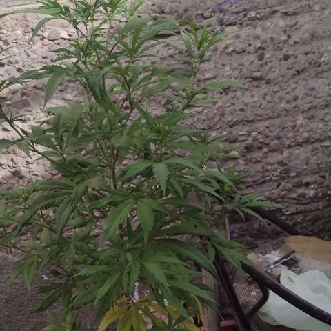 Jamaica Sativa growlog timeline photo