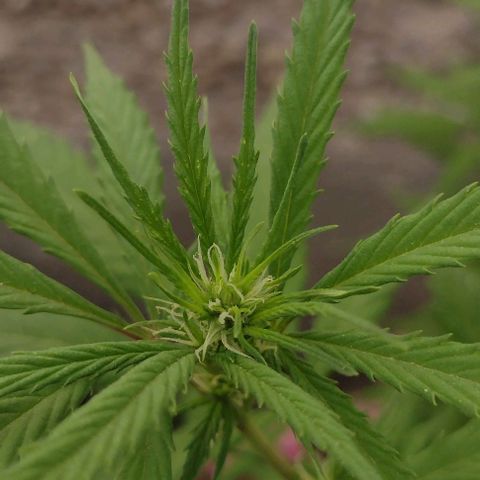 Jamaica Sativa growlog timeline photo