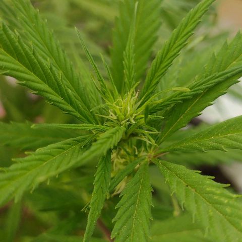 Jamaica Sativa growlog timeline photo