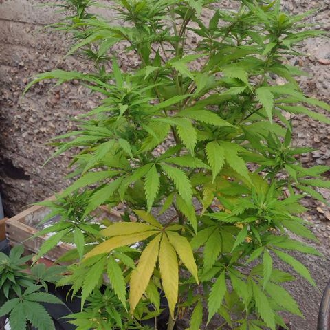 Jamaica Sativa growlog timeline photo