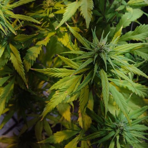 Jamaica Sativa growlog timeline photo