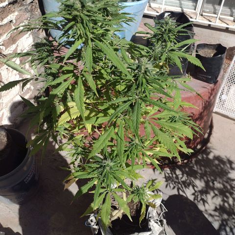 Jamaica Sativa growlog timeline photo