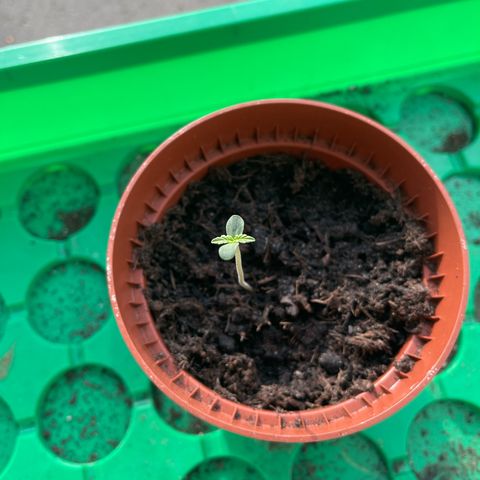 Egon growlog timeline photo