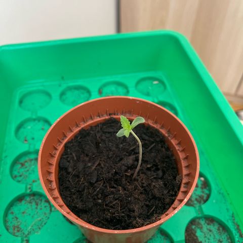 Egon growlog timeline photo