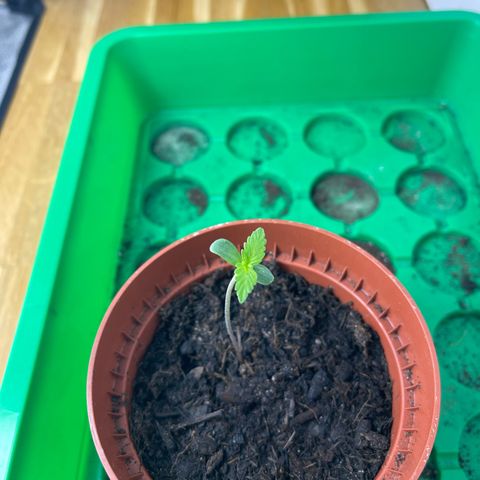 Egon growlog timeline photo