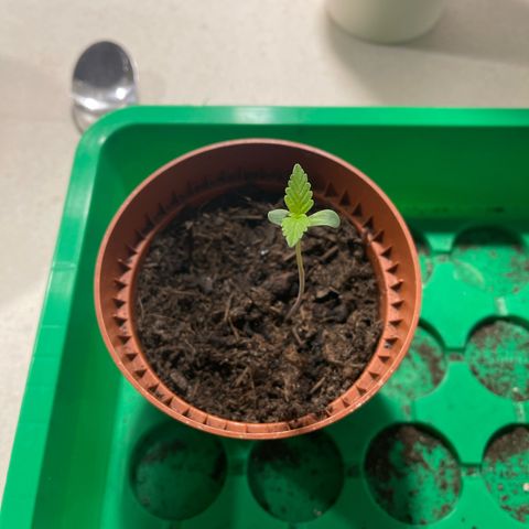 Egon growlog timeline photo