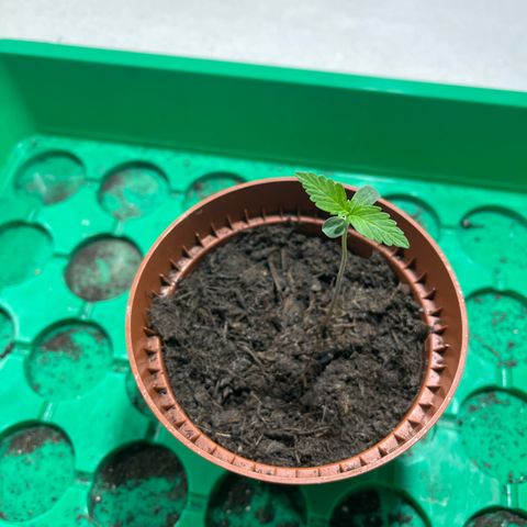 Egon growlog timeline photo