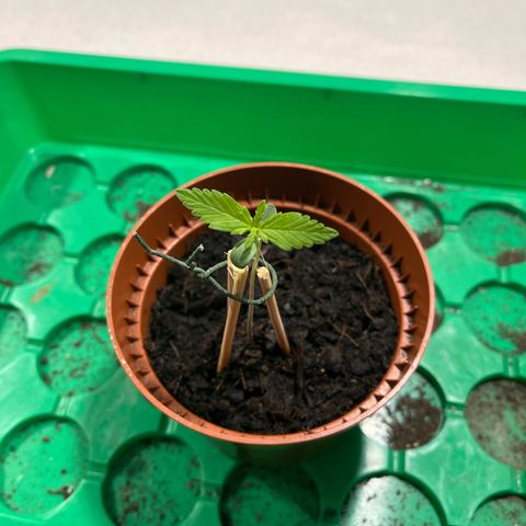 Egon growlog timeline photo