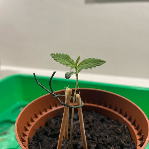 Egon growlog timeline photo