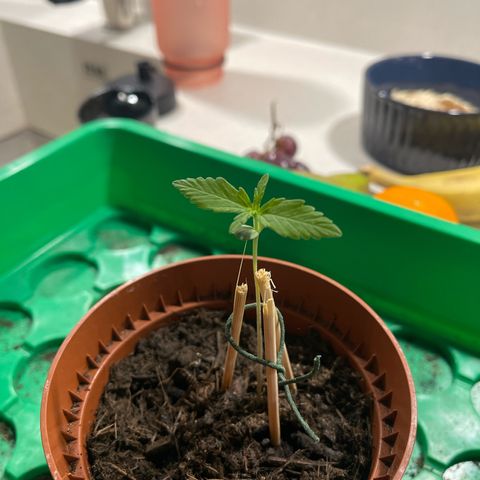 Egon growlog timeline photo