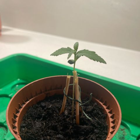 Egon growlog timeline photo