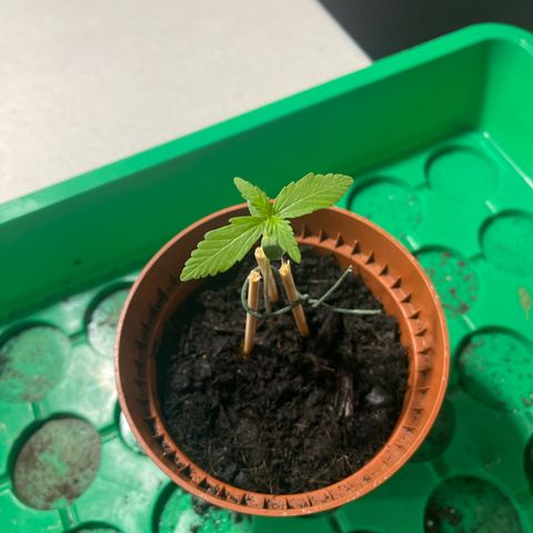 Egon growlog timeline photo