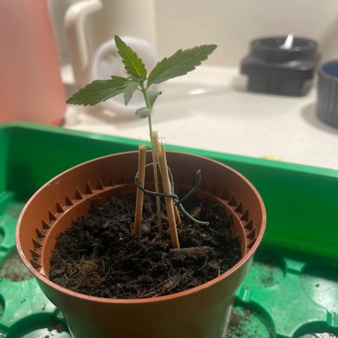 Egon growlog timeline photo