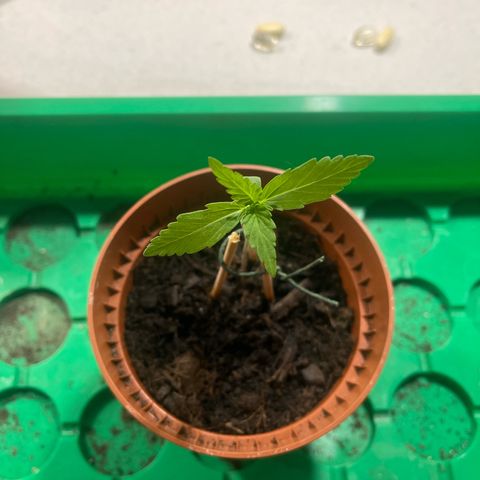 Egon growlog timeline photo