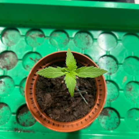 Egon growlog timeline photo