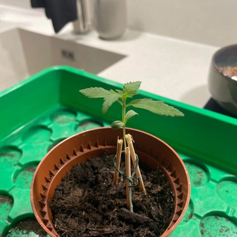 Egon growlog timeline photo