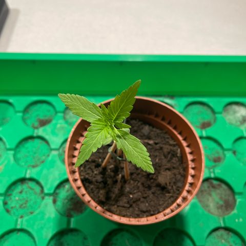 Egon growlog timeline photo