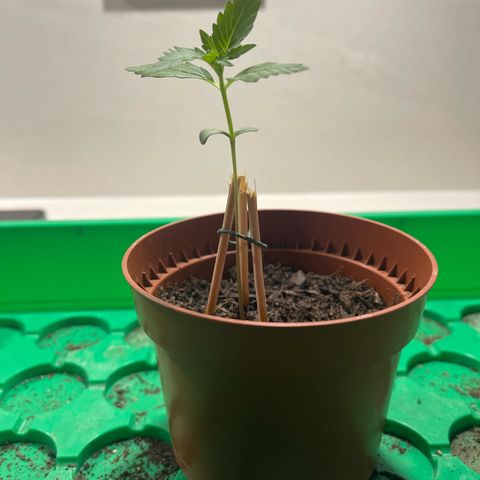 Egon growlog timeline photo