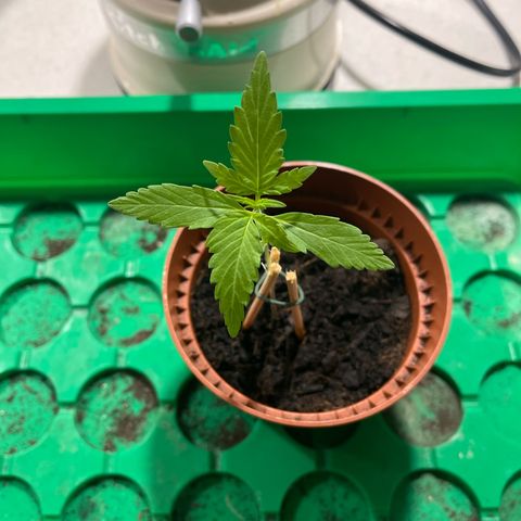 Egon growlog timeline photo