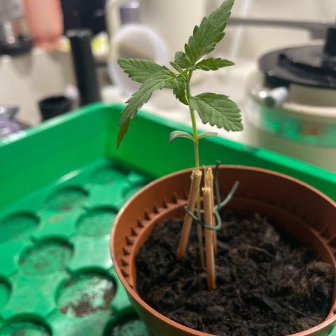 Egon growlog timeline photo