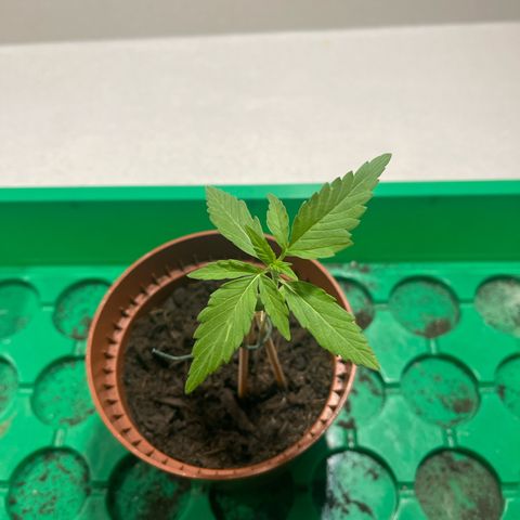Egon growlog timeline photo