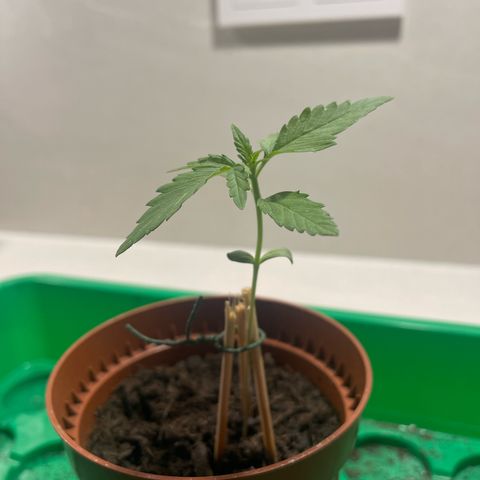 Egon growlog timeline photo